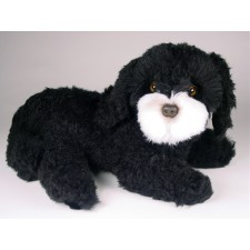 Havanese Puppy 1289 by Piutrè 