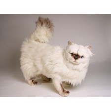 ​​Himalayan Persian ​Cat 24​30 by Piutrè
