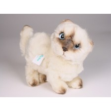 ​H​imalayan Persian Kitten 2434​ by Piutrè