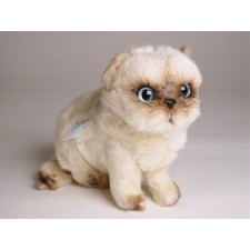 ​​Himalayan Persian ​Kitten 2435 by Piutrè