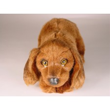 Irish Setter Puppy 3226 by Piutrè 