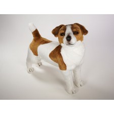 Jack Russell Terrier by Piutrè