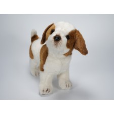 Jack Russell Terrier Puppy by Piutrè