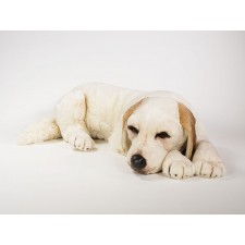 Labrador Retriever 1201 by Piutrè 