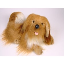 Lhasa Apso 1256 by Piutrè