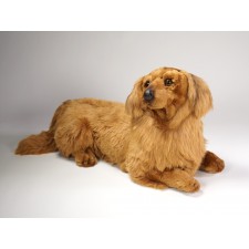 Longhaired Dachshund 2253 by Piutrè 