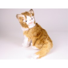 Maine Coon Kitten 2381 by Piutrè 