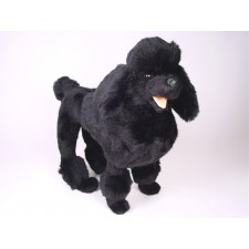Miniature Poodle 0251 by Piutrè