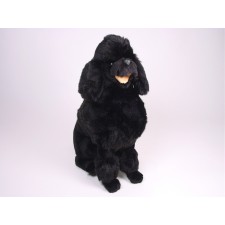 Miniature Poodle 0252 by Piutrè