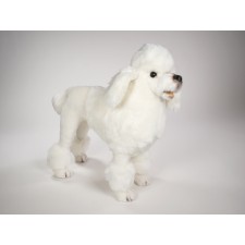 Miniature Poodle 0257 by Piutrè 