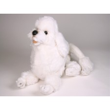 Miniature Poodle 0259 by Piutrè