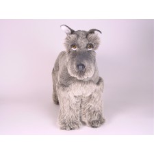 Miniature Schnauzer 1205 by Piutrè