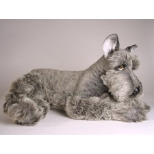 Miniature Schnauzer 1206 by Piutrè