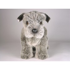 Miniature Schnauzer Puppy 1258 by Piutrè