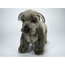 Miniature Schnauzer Puppy 1364 by Piutrè 