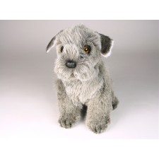 Miniature Schnauzer Puppy 1259 by Piutrè