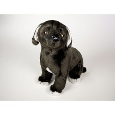 Neapolitan Mastiff Puppy 1297 by Piutrè