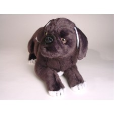 Neapolitan Mastiff Puppy 1298 by Piutrè