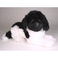 Newfoundland Puppy 2239 by Piutrè 