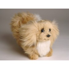 Pekingese Puppy 3254 by Piutrè 