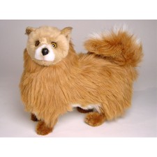 Pomeranian 0278 by Piutrè