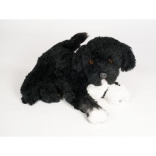 Portuguese Water Dog Puppy 4227 by Piutrè