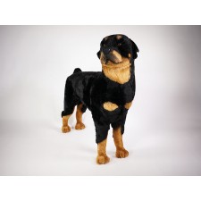 Rottweiler 2256 by Piutrè