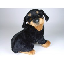 Rottweiler Puppy 2259 by Piutrè 