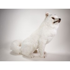 Samoyed 3257 by Piutrè 