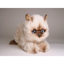 ​Seal Point Himalayan ​Kitten ​2368 by Piutrè 