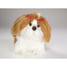 Shih Tzu 2278 by Piutrè 