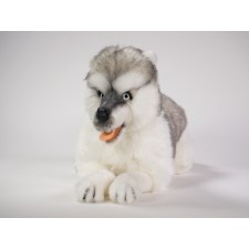 Siberian Husky 4845 by Piutrè 