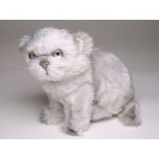 Silver Persian Kitten 2427 by Piutrè 