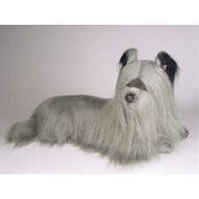 Skye Terrier Puppy 1269 by Piutrè