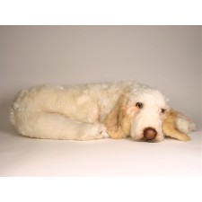 Spinone Italiano 2262 by Piutrè
