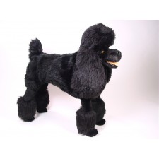 Standard Poodle 0250 by Piutrè