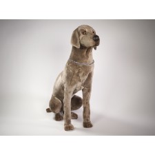 Weimaraner 3351 by Piutrè 