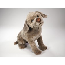 Weimaraner Puppy 3353 by Piutrè