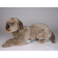 Weimaraner Puppy 3354 by Piutrè