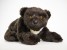 Asian Black Bear Cub 2193 by Piutrè 