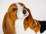 Basset Hound 3285 by Piutrè