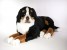 Bernese Mountain Dog 1262 by Piutrè 