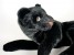 ​Black Panther Cub 2521 by Piutrè