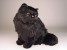 Black Persian Cat 2396 by Piutrè 