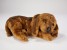 Bloodhound Puppy 3220​ by Piutrè