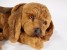 Bloodhound Puppy 3220​ by Piutrè