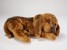 Bloodhound Puppy 3220​ by Piutrè
