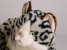 British Shorthair Cat 2336 by Piutrè