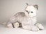 British Shorthair Cat 2461 by Piutrè 