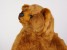Brown Bear Cub 2124 by Piutrè